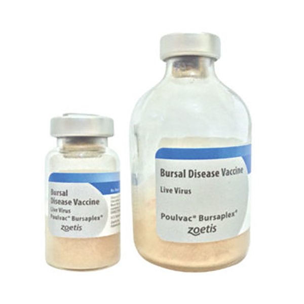 واکسن-بورساپلکس-BURSAPLEX-رویان واکسن بورساپلکس BURSAPLEX رویان - تصویر 1