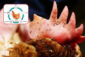 جرب قرمز طیور