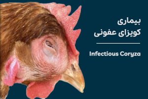 کوریزای عفونی