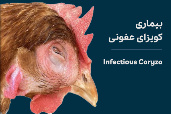 کوریزای عفونی
