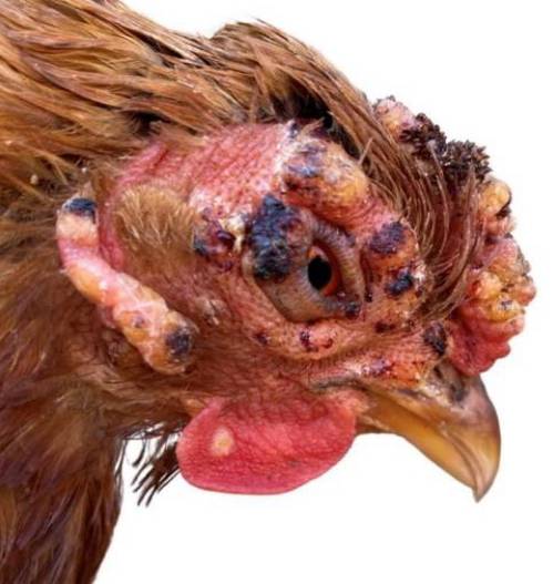آبله طیور