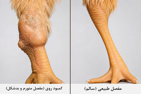 کمبود روی در طیور