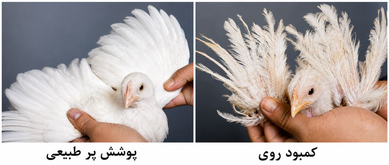 کمبود روی در طیور
