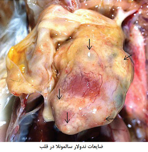 سالمونلوز