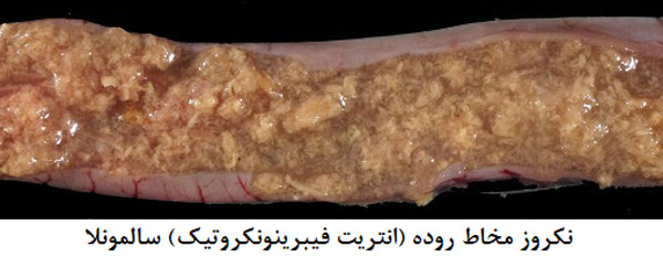 سالمونلوز