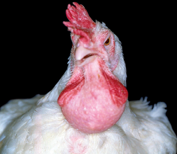 وبای طیور