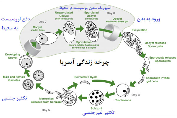 کوکسیدیوز
