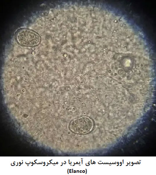 کوکسیدیوز