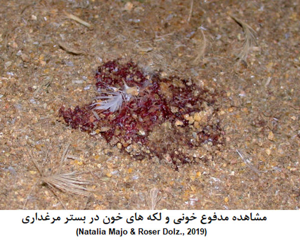 کوکسیدیوز